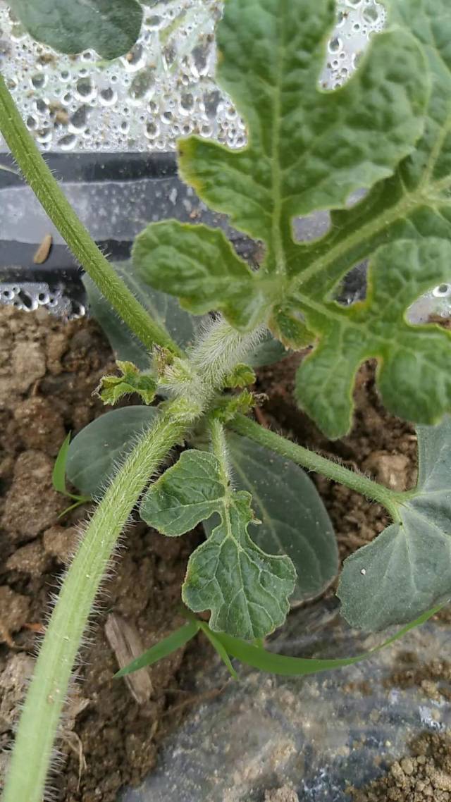 最近几天全国各地普遭"倒春寒",大棚西瓜也跟着遭了殃.