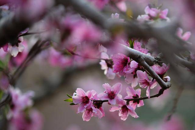 又是桃花十里之春,又是人间最美四月天,手握桃