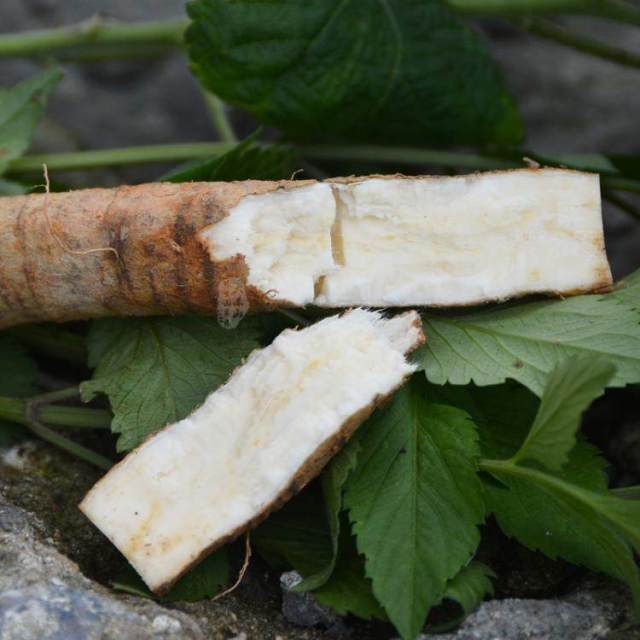 山里这种树根似红薯,人称"大力薯",吃了能长力气,挖到就赚了