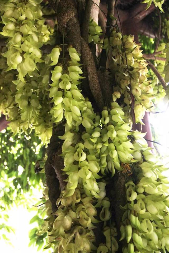 在博罗,寻山野处的一树禾雀花