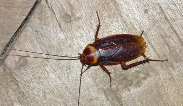 的蟑螂主要只有三种:德国小蠊(小蟑螂),美洲大蠊(大蟑螂),黑胸大蠊