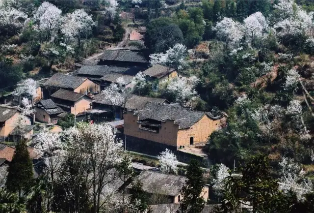 听一曲花鼓回荡,品一树梨香甘甜【十佳评选之包山】