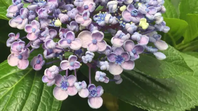 屏上大字警示(注:日本稱繡球花為