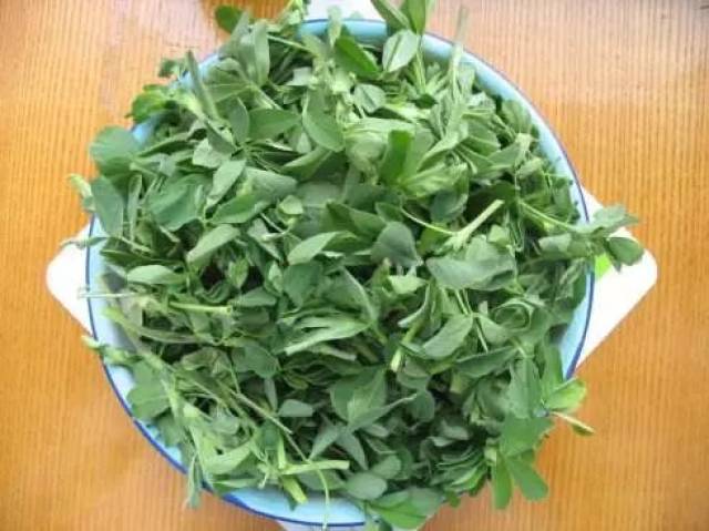 江阴人吃苜蓿头多是 清炒 一堆菜里择出最精华的茎叶 热油爆炒,淋入