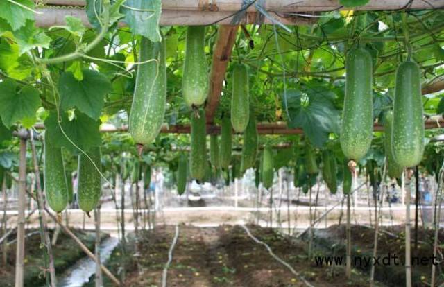 蔬菜栽培:节瓜的新型栽培技术