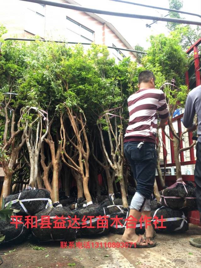 广州苗木采购全指南：从苗木基地选苗到绿化工程落地的实战经验