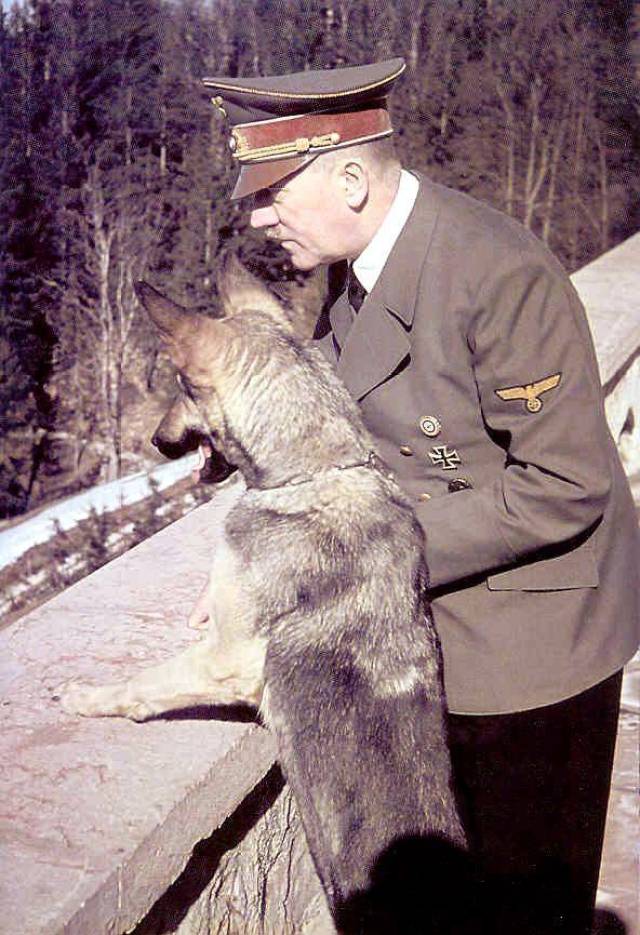 战争狂人希特勒和他爱犬德国牧羊犬布隆迪在一起