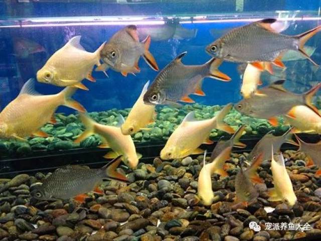 【每日一鱼】美国旗鱼,全身有排状蓝绿色和红色斑点!