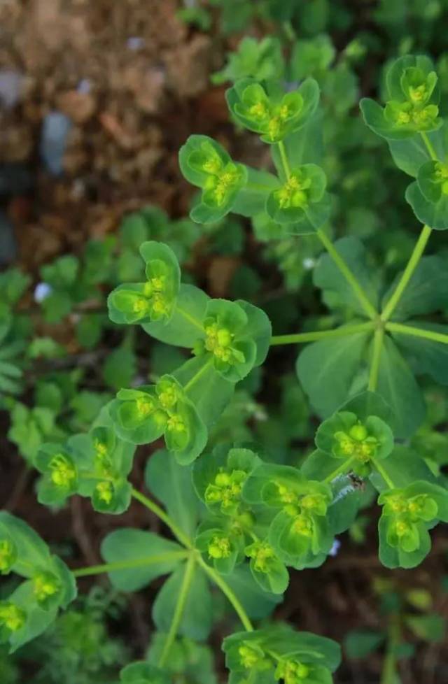 有毒的野生植物 猫眼睛