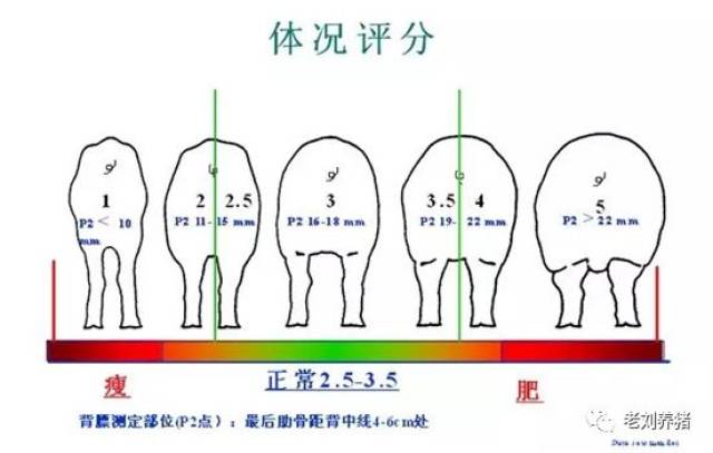 母猪体况评分标准图图片