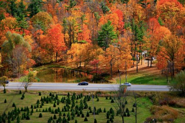 加拿大安大略五大最美森林小径,一起"森"呼吸