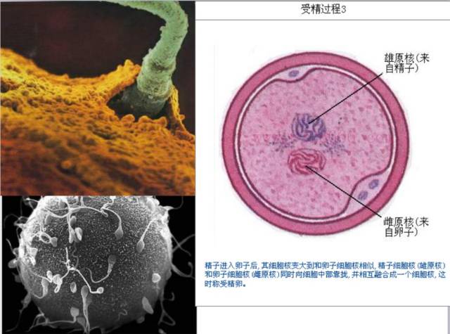 精子與卵子的形成 有性生殖過程 tips