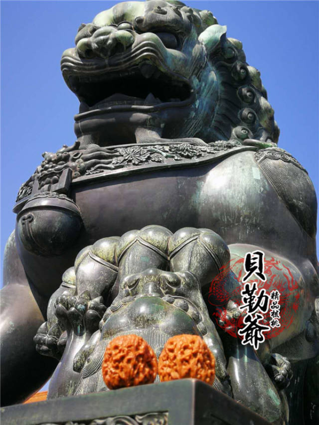 野生门墩狮子头也叫“麒麟纹狮子头”介绍_搜狐网