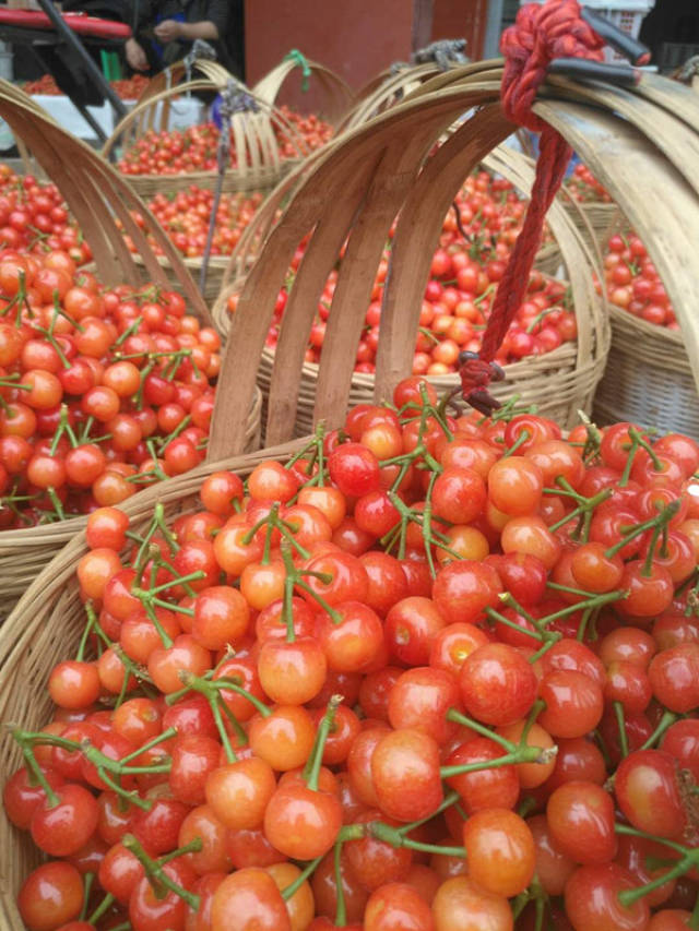 樱红四月醉美简阳简阳第十二届樱桃节在贾家镇开幕
