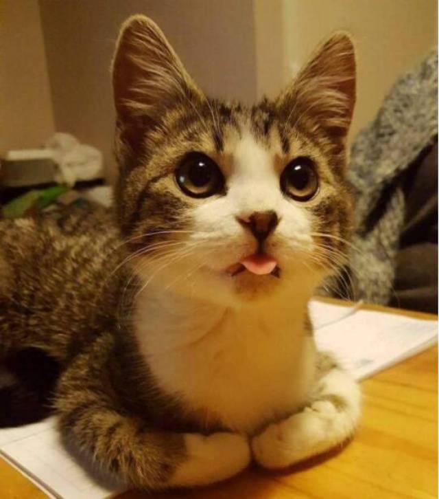 各种猫咪吐舌头图萌我一脸血