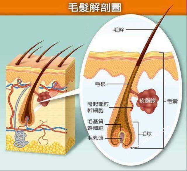 首先,头发是从毛囊中生长出来的,决定头发颜色的是发根毛囊里的黑