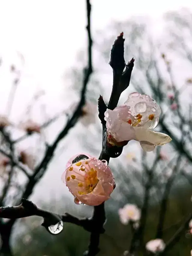 尋一棵花樹 沏一壺茶,聽著鳥叫 靜待花瓣飄落 沾染上一整年的