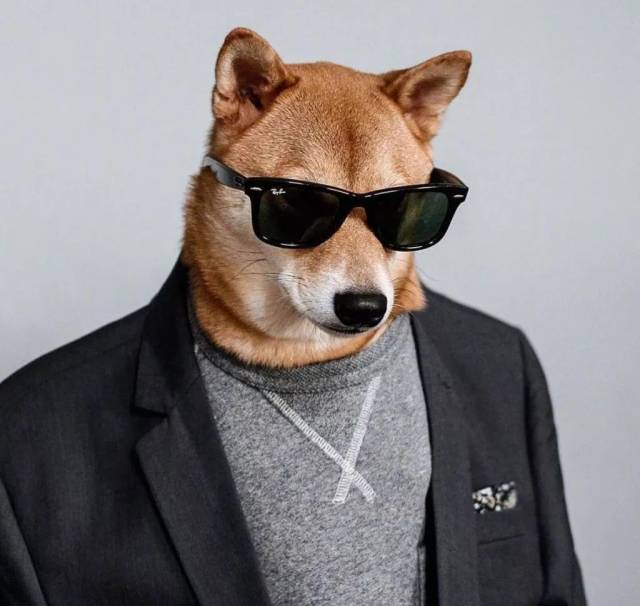 被称为"男装狗"的柴犬,各种穿衣风格都能完美驾驭!有点帅!