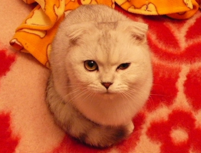 加菲猫结膜炎模糊发白,加菲猫用什么眼药水