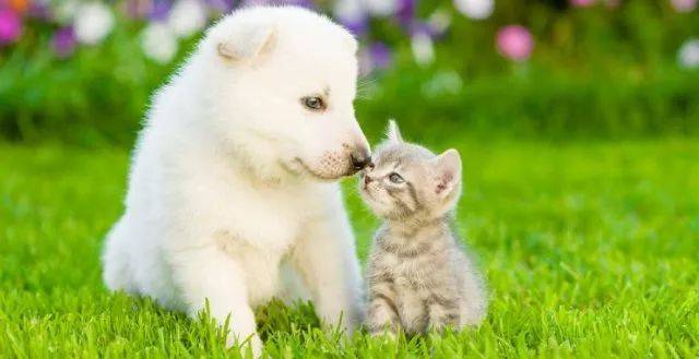 可别想当然地说little milky cat,正确说法是什么呢?