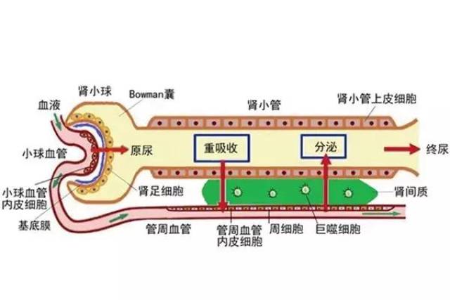 美国的人工肾进入中国图片