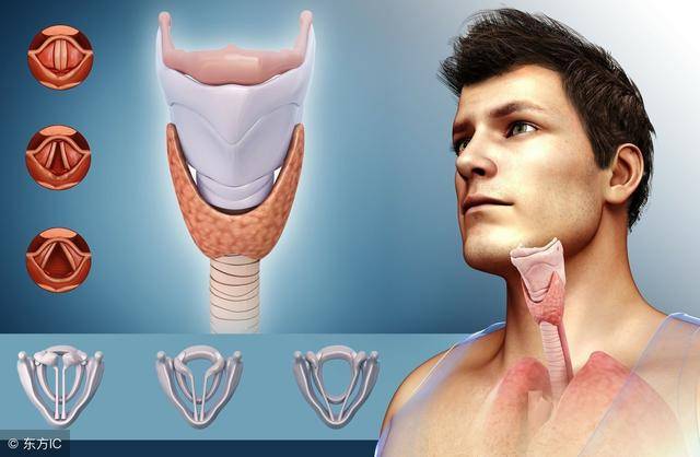 喉结内部图片图片