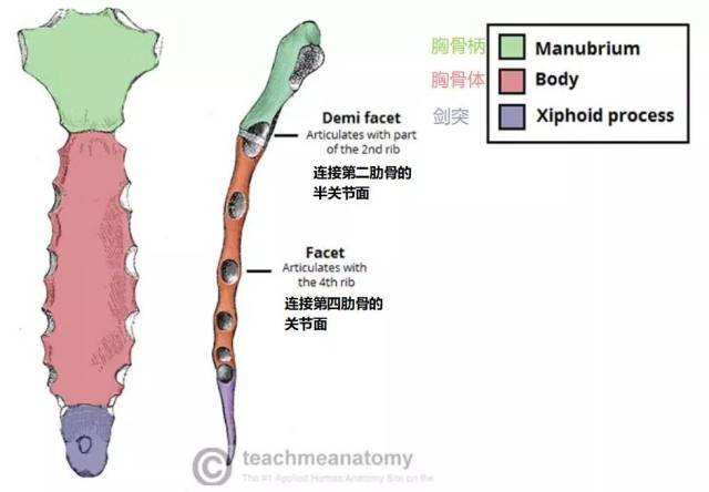 宝宝剑突图片,宝宝剑突,正常儿童平躺肋骨图(第10页)_大山谷图库