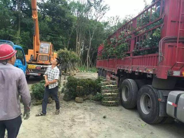 一,苗木装车苗木运输分装车,途中管理和卸车三个环节