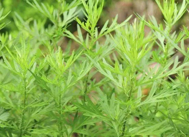 它被称为"女人草",行气活血,养心助眠,驱寒止痛效果好