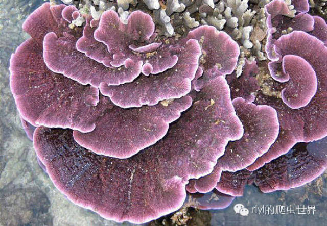 【rlyl物种说】今日--叶板蔷薇珊瑚(montipora coral)