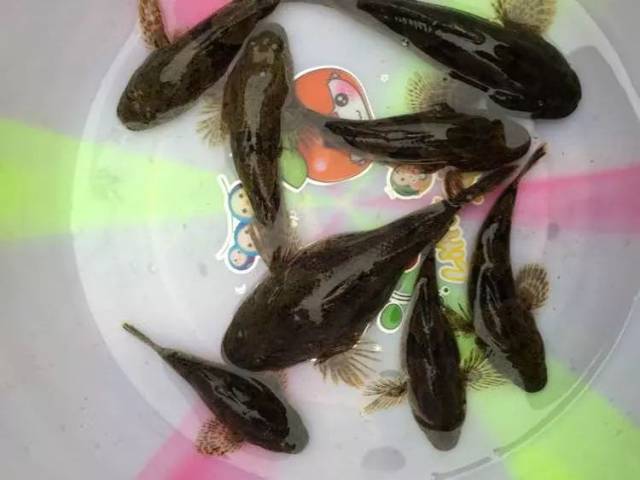 此鱼因憨而得名"土憨巴"但是肉却挺好吃