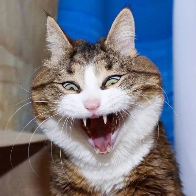 猫咪阴险笑表情包图片