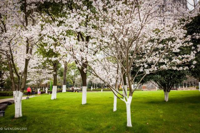 王家墩公园被称为武汉樱花季第三赏花地