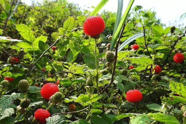 这些野果诸暨农村到处都有,在城里却当成宝!马上成熟快来摘!