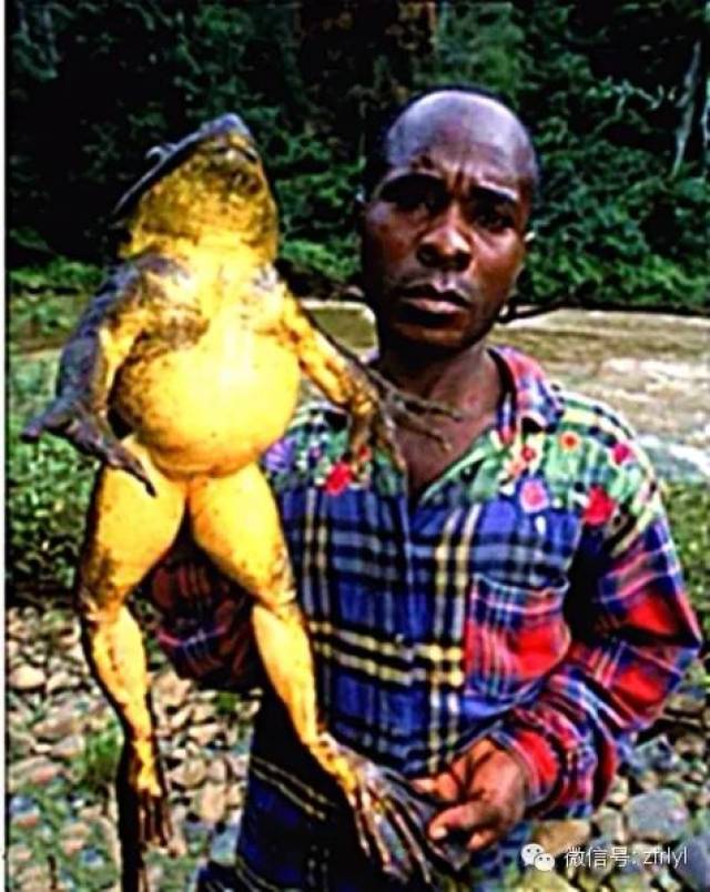 「非洲牛蛙」完美档案