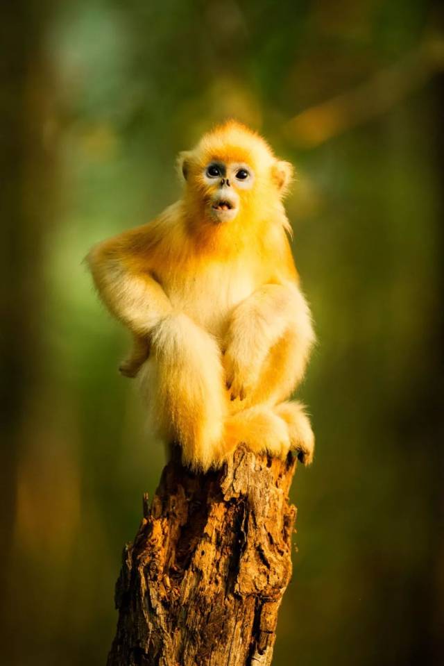 追逐金丝猴17年,斩获国际摄影大奖,他的镜头里有最温暖的金色猴世界