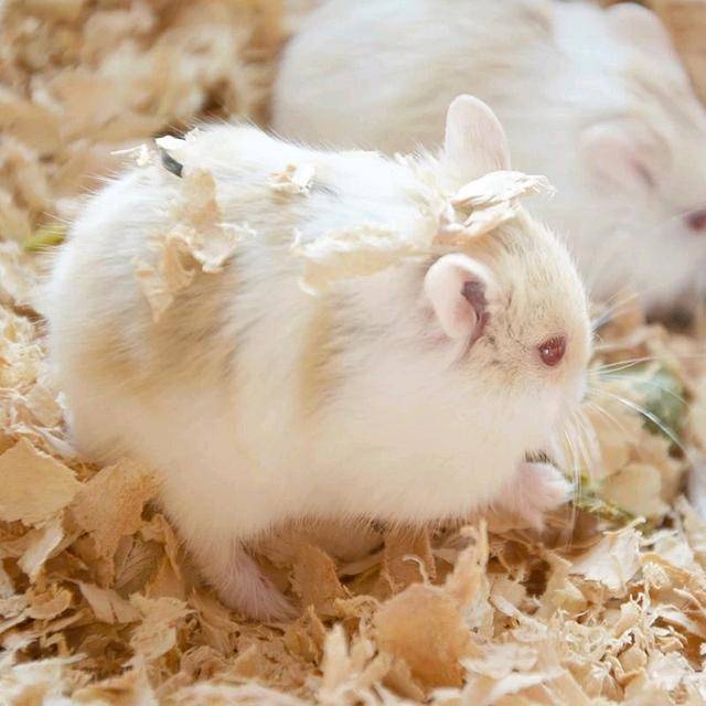 红色的眼睛是我的标志,你有没有被我魅惑到呢?