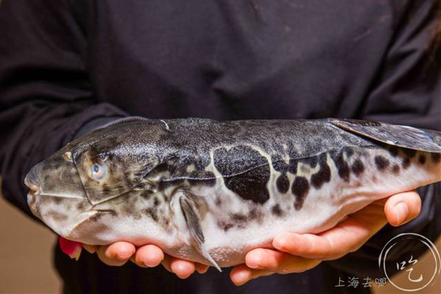 "蒌蒿满地芦芽短,正是河豚欲上时.