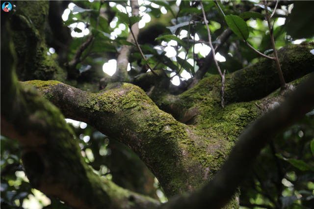 南茗佳人承包了一片生态环境绝佳,古茶树生长状态优异的茶园,并且将其