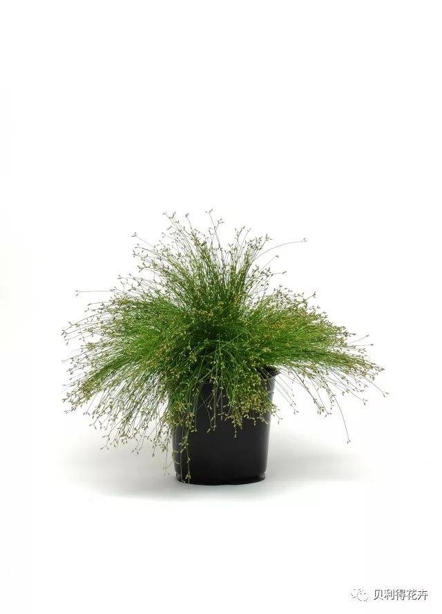 【时尚干货】打造时尚花园——你缺的只是一株"草"!