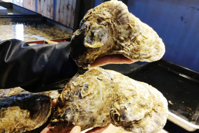 这两只贝壳还挺相似的,上面那只还多了只"眼睛".