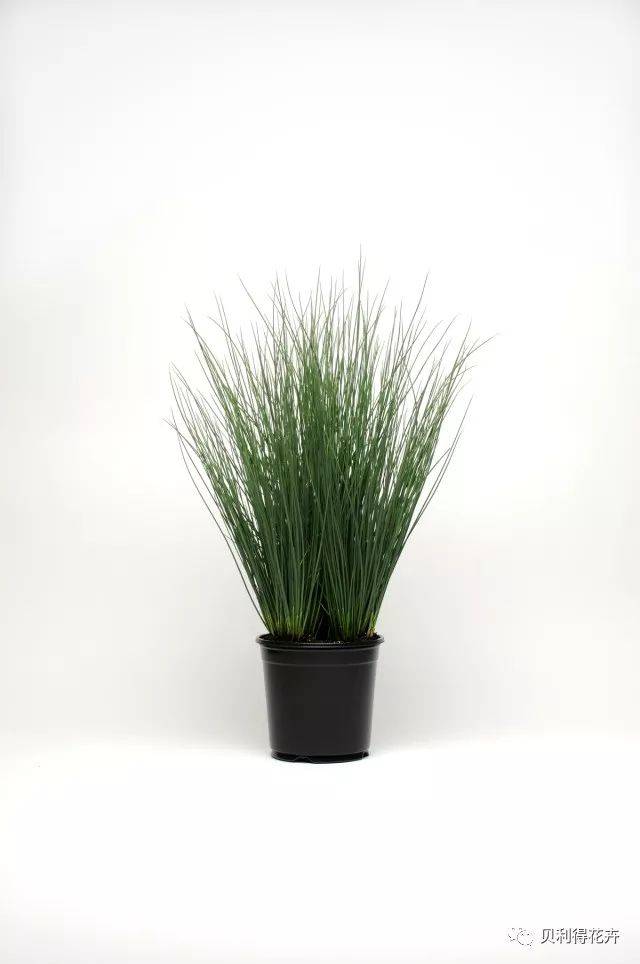 灯心草  标枪 株高:120cm 冠幅:46-51cm