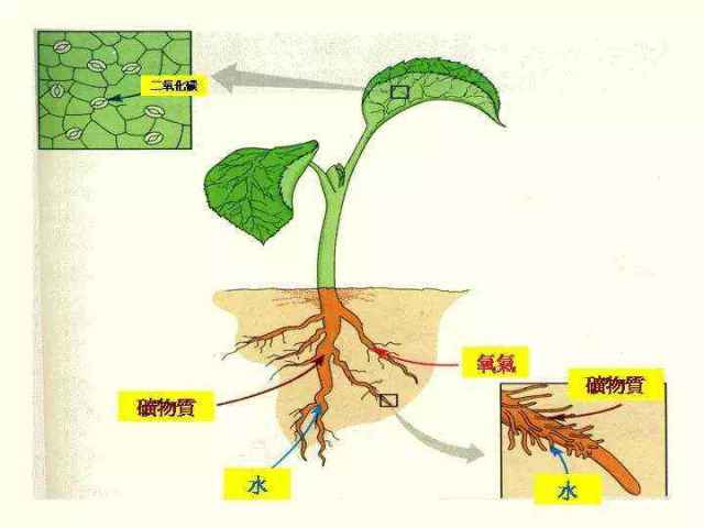 当植物种子萌发时,胚根发育成幼根突破种皮,与地面垂直向下生长为主根
