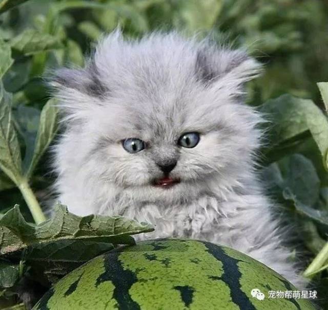 鳌拜喵镇守瓜地,谁靠近就生气:快走开!