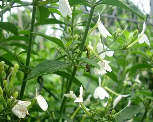 草藥| 白鶴靈芝