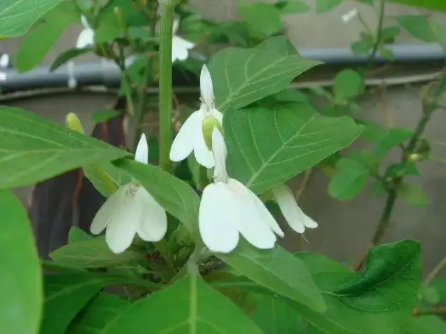 鹤观海灵芝图片