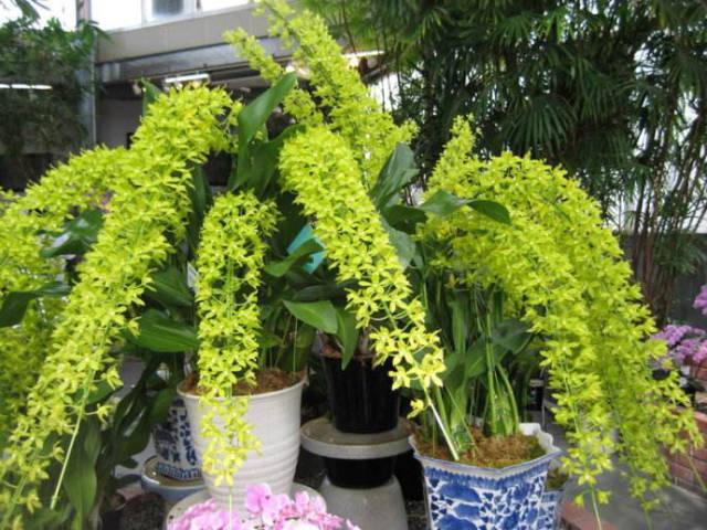 皇后兰,稀有的巨大兰花品种之一,大家见过吗?