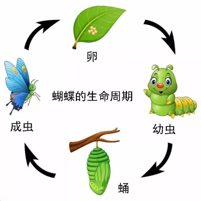 昆虫的成长过程可以统分为完全变态发育和不完全变态发 