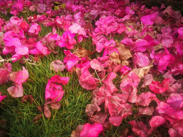 落英缤纷逝亦美, 欣赏三角梅花开花落,正能量满格!