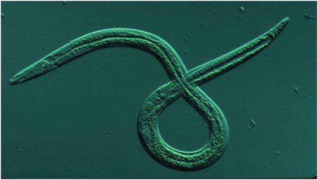 松材线虫 图片来源: http://www.saint-justin.eu/saint-justin_469.